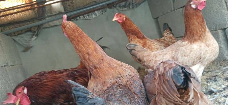 golden Misri Lohman Brown hens Available eggs laying daily 15