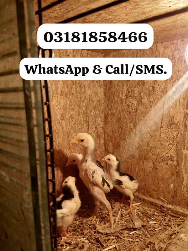 Thai Chicks Available 1