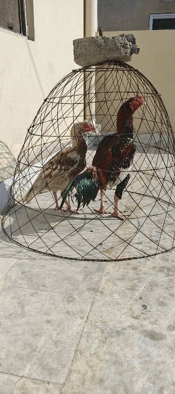 Pure mianwali Aseel pair for sale Age 1 sal hen egg laying krhi hai 1