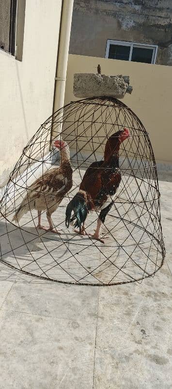 Pure mianwali Aseel pair for sale Age 1 sal hen egg laying krhi hai 2