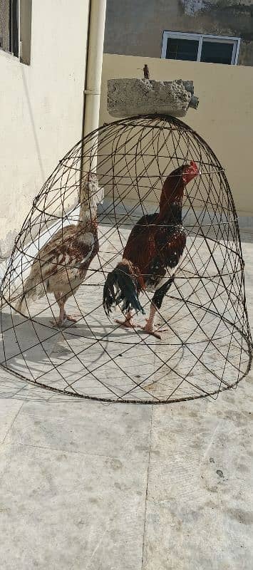 Pure mianwali Aseel pair for sale Age 1 sal hen egg laying krhi hai 3