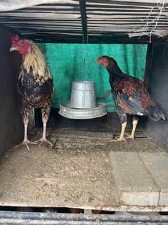 Pure Desi Hens