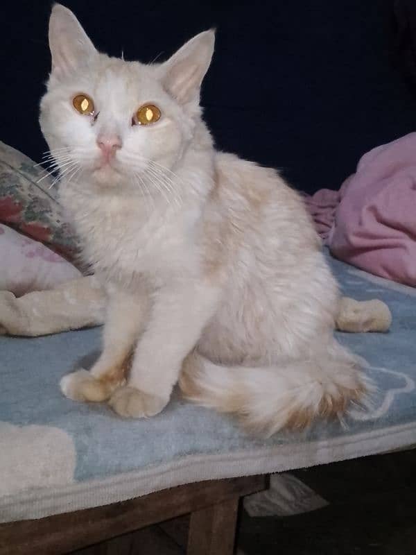 Male cat 8 month Golden Eyes 7