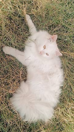 9000 triple coat Persian kitten