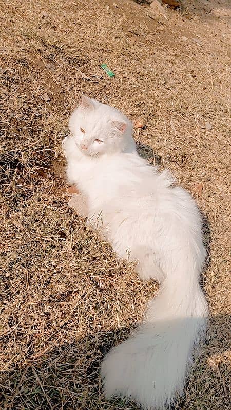 7500 triple coat Persian kitten 3