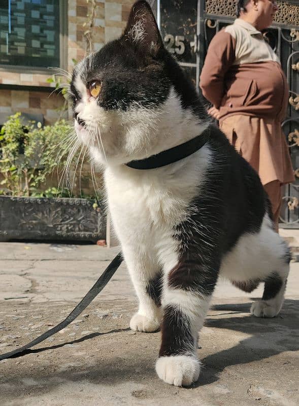 British shorthair Cat, 6