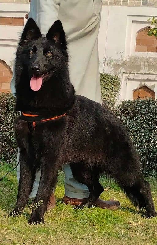 German Shepherd female proper long coat contact number 1