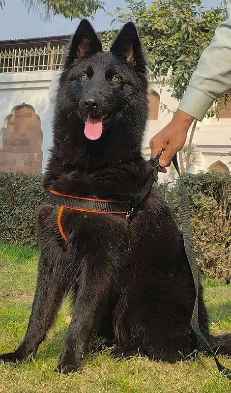 German Shepherd female proper long coat contact number 2