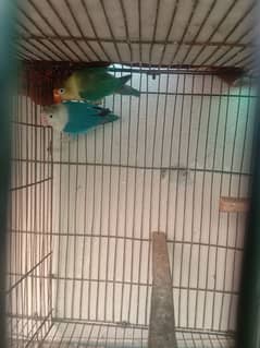 love birds available MALE