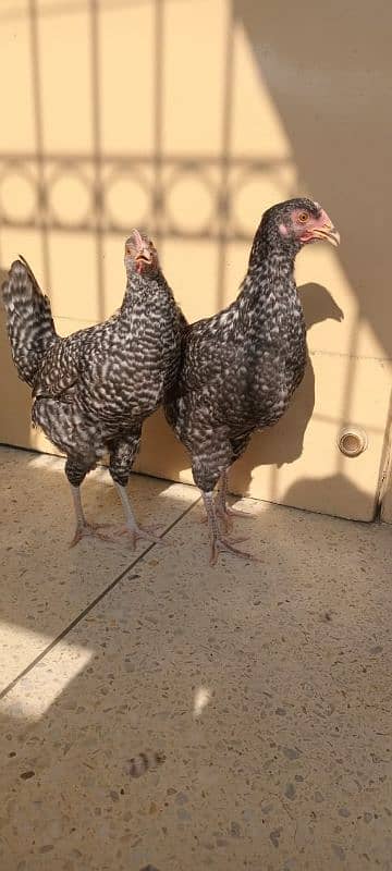 These are fancy chickens name Plymouth rock 3