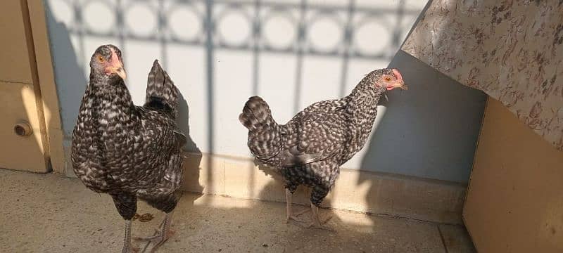 These are fancy chickens name Plymouth rock 4