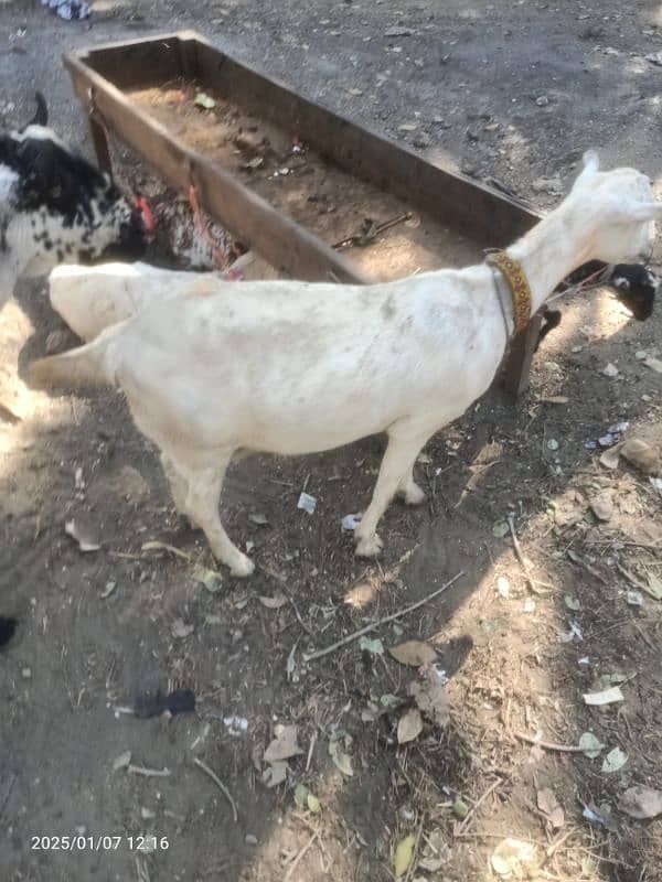 Burberry bakri 2