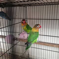 love birds breeder pairs