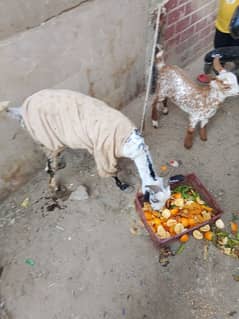 goat with baby