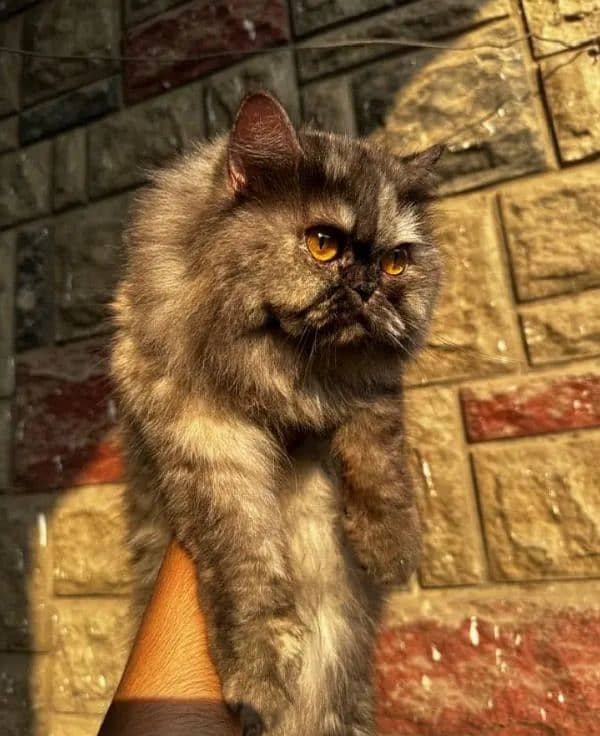 full punch face Persian cat triple coated vaccinated cat home breed 4