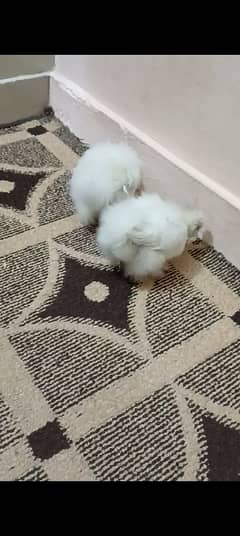 Silkie hens