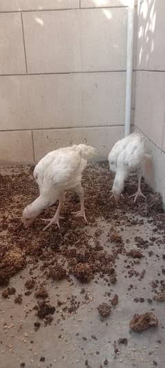 Aseel Heera (Pair) chicks