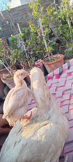 Heera Aseel female & 1 chick