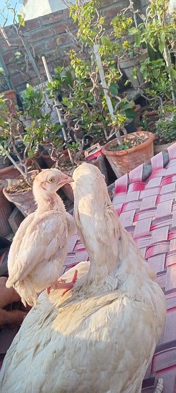 Heera Aseel female & 1 chick 0