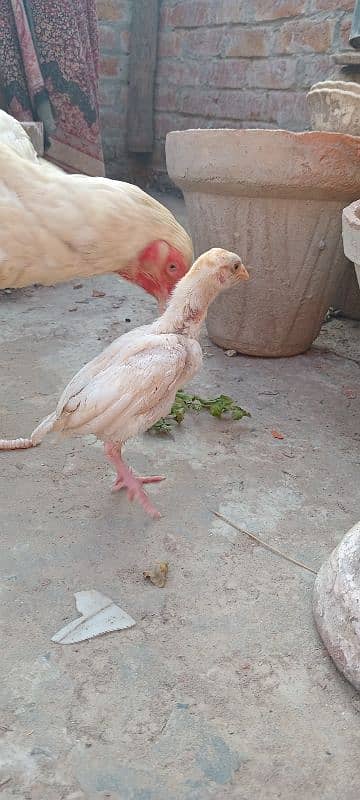 Heera Aseel female & 1 chick 1