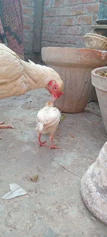 Heera Aseel female & 1 chick 2