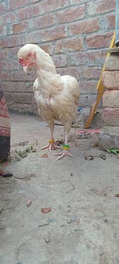 Heera Aseel female