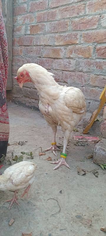 Heera Aseel female & 1 chick 4