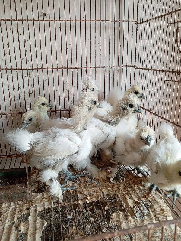 White Silkies Blue Ears 6