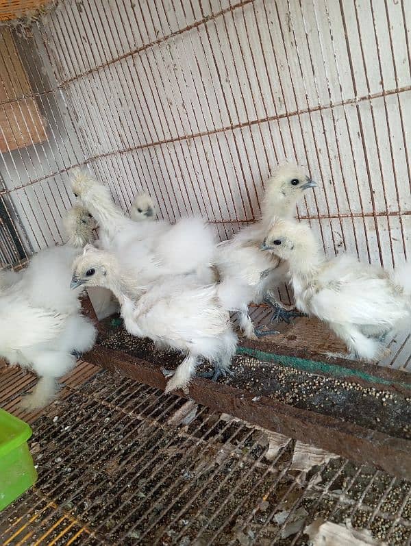 White Silkies Blue Ears 7