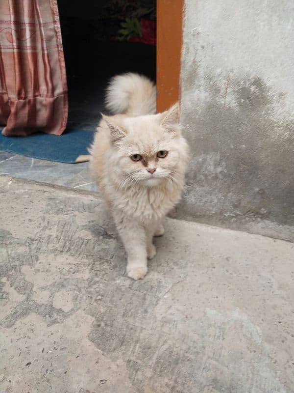 Beautiful Persian Cat 0