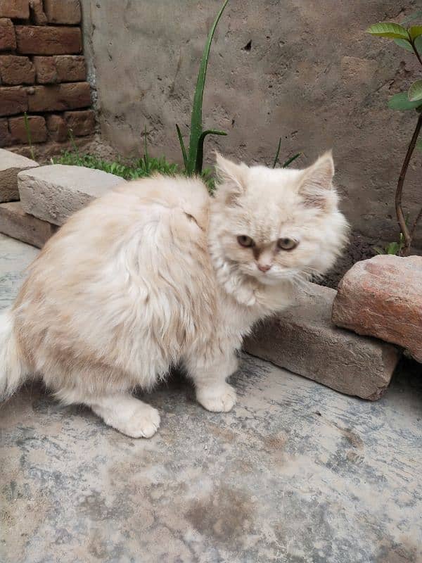 Beautiful Persian Cat 1