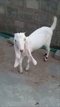 gulabi goat for sale