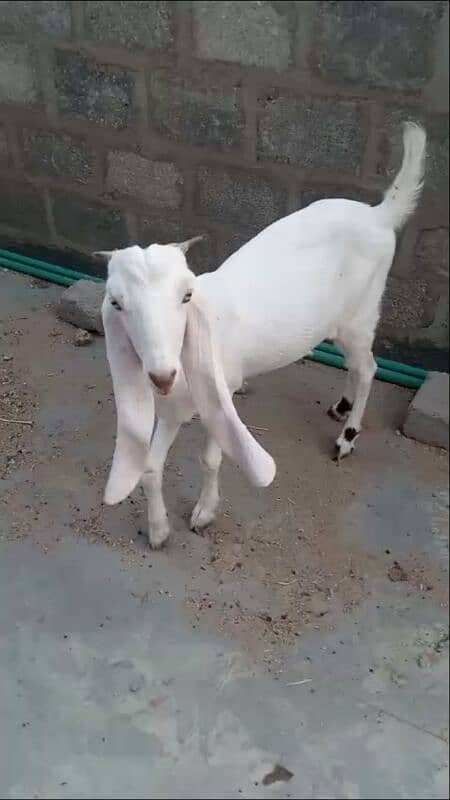 gulabi goat for sale 0