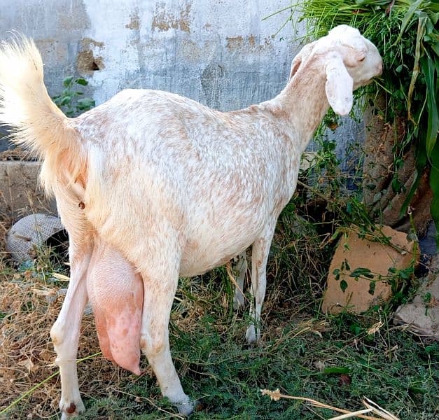 tapra female with one male kid unique colour 2