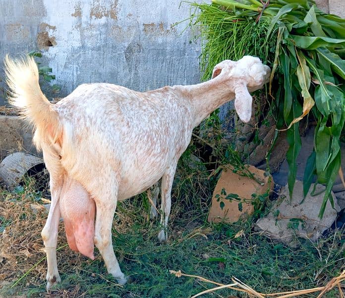 tapra female with one male kid unique colour 3