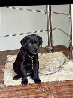 labrador female pappy