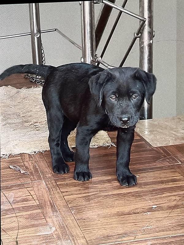 labrador female pappy 1