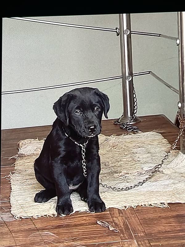 labrador female pappy 2