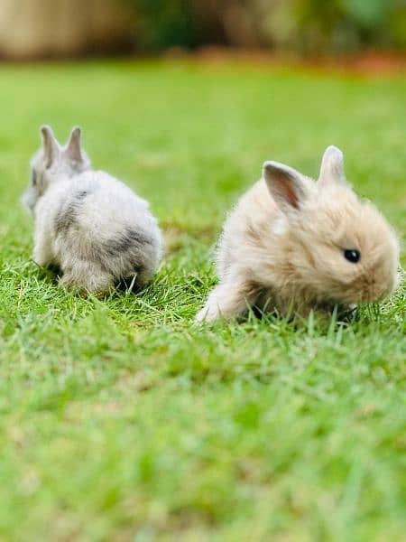 | Rabbit | bunny | Holland loop And Netherlands draft bunny  For Sale 7