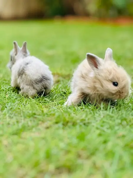 | Rabbit | bunny | Holland | Netherlands | Hottot |All Breed For Sale — photo 4