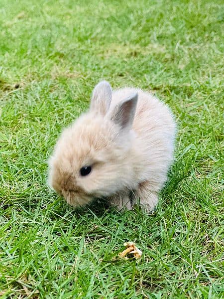 | Rabbit | bunny | Holland loop And Netherlands draft bunny  For Sale 8