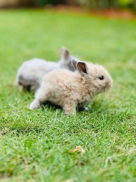 | Rabbit | bunny | Holland loop And Netherlands draft bunny  For Sale 10