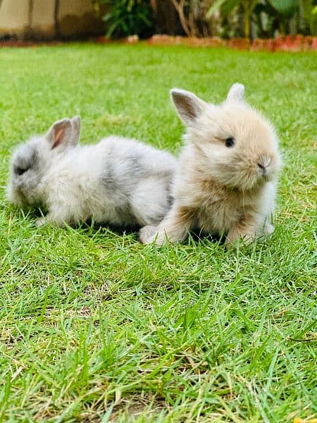 | Rabbit | bunny | Holland loop And Netherlands draft bunny  For Sale 11