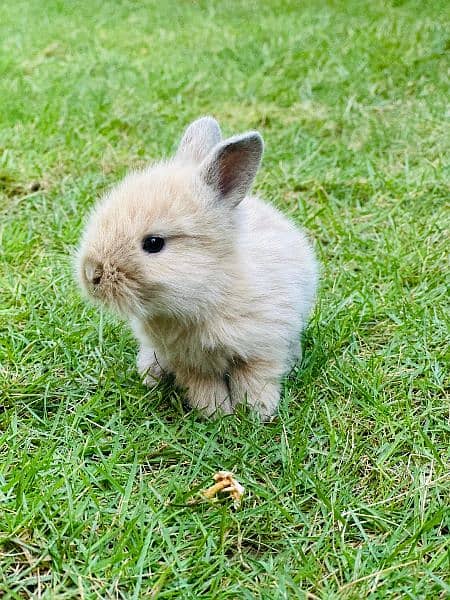 | Rabbit | bunny | Holland loop And Netherlands draft bunny  For Sale 12