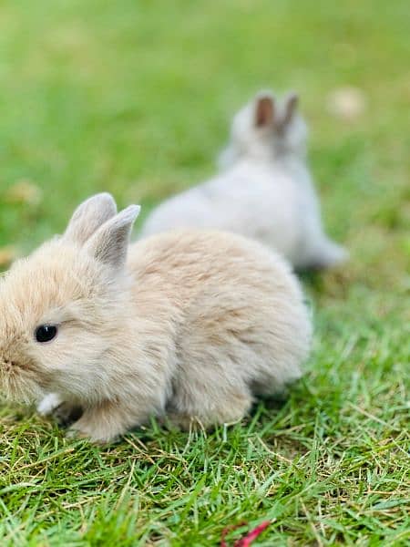 | Rabbit | bunny | Holland loop And Netherlands draft bunny  For Sale 13