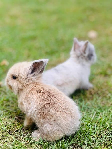 | Rabbit | bunny | Holland loop And Netherlands draft bunny  For Sale 14