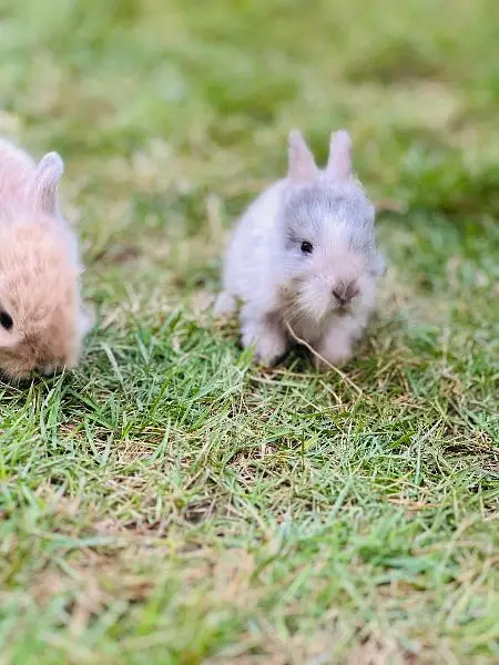 | Rabbit | bunny | Holland | Netherlands | Hottot |All Breed For Sale — photo 7