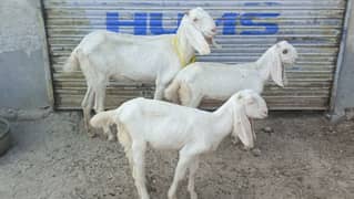 Goat For Sale