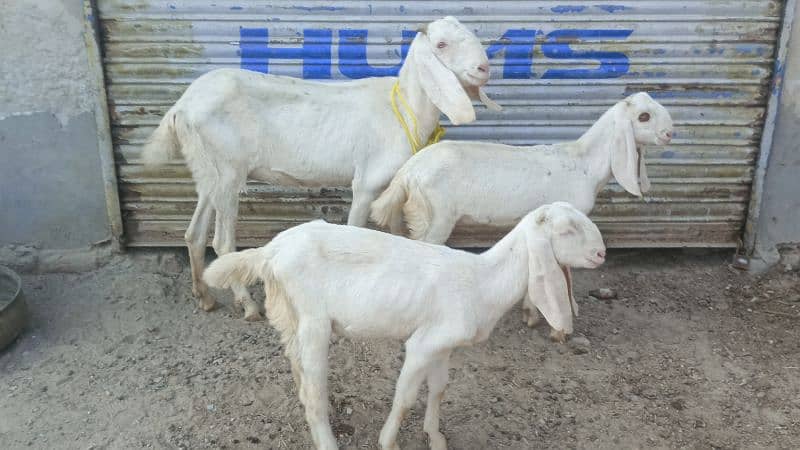 Goat For Sale 0