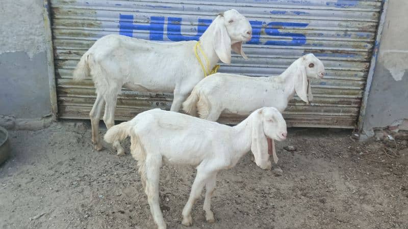 Goat For Sale 2